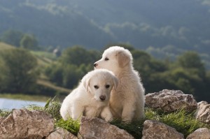 Golden Retriever Fotos Und Bilder - GoldenR.de