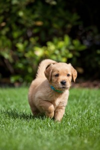 Golden Retriever Fotos Und Bilder - GoldenR.de