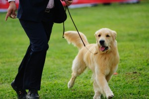 Golden Retriever Fotos Und Bilder - GoldenR.de