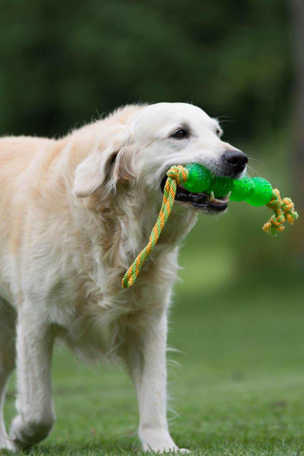 Golden Retriever Lebenserwartung