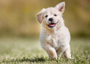 Golden Retriever Anzeigen