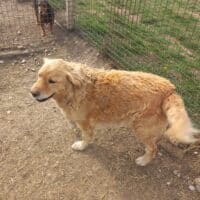 Golden Retriever-Mix Rüde GOGI -- Großer Bub mit einem Hasenherzchen (14.06.24: sucht noch!)