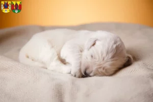 Mehr über den Artikel erfahren Golden Retriever Züchter und Welpen in Annaberg-Buchholz