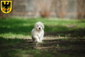 Mehr über den Artikel erfahren Golden Retriever Züchter und Welpen in Arnstadt