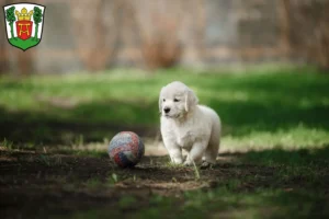 Mehr über den Artikel erfahren Golden Retriever Züchter und Welpen in Aurich