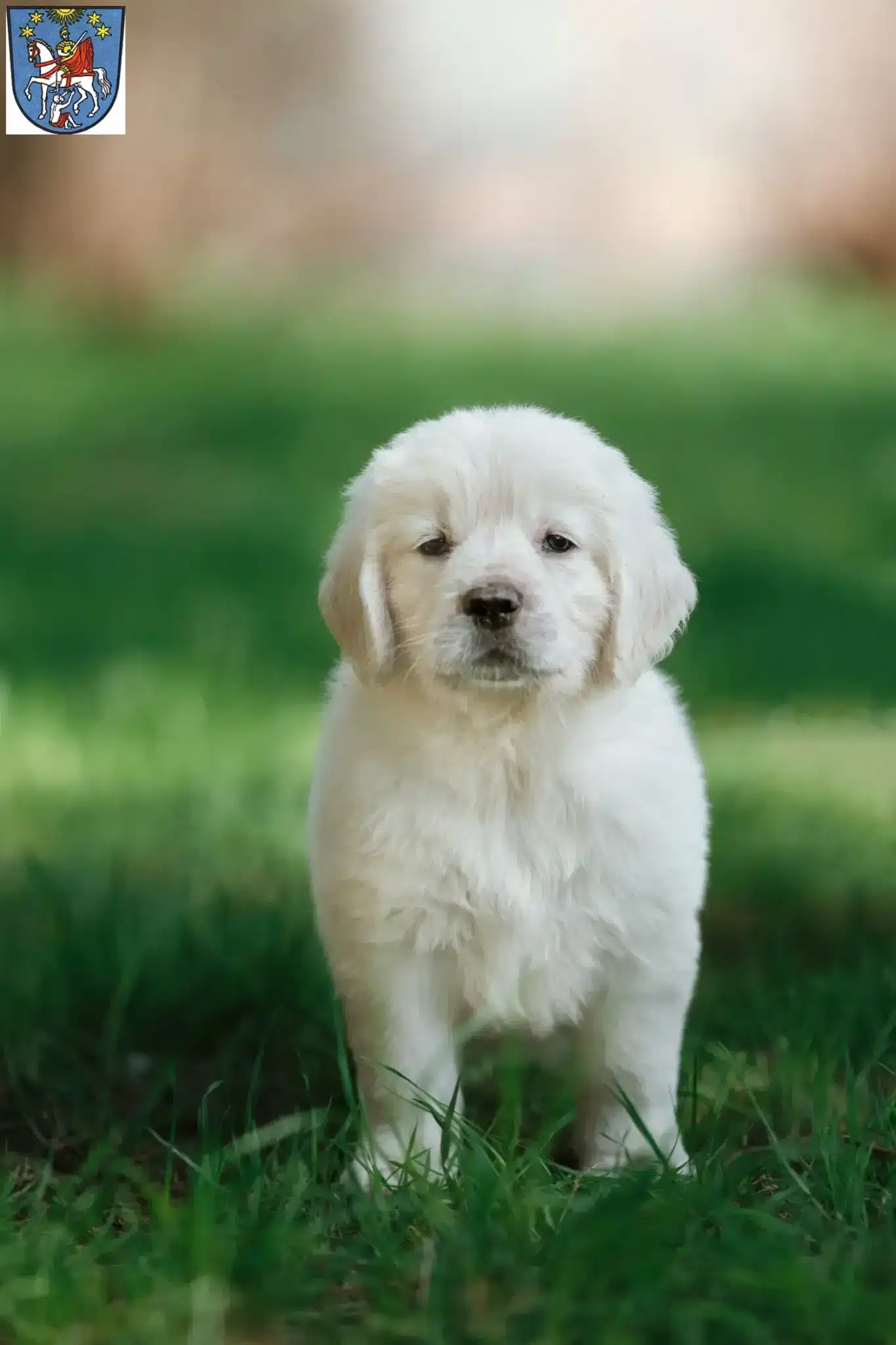 Mehr über den Artikel erfahren Golden Retriever Züchter und Welpen in Bad Ems