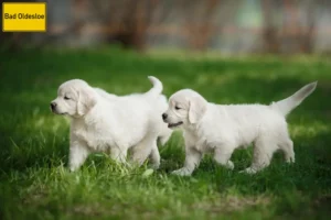 Mehr über den Artikel erfahren Golden Retriever Züchter und Welpen in Bad Oldesloe