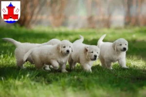 Mehr über den Artikel erfahren Golden Retriever Züchter und Welpen in Bad Segeberg