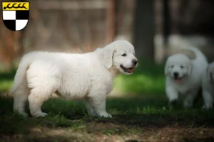 Mehr über den Artikel erfahren Golden Retriever Züchter und Welpen in Balingen