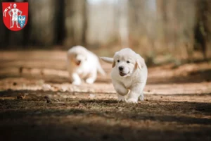 Mehr über den Artikel erfahren Golden Retriever Züchter und Welpen in Bamberg