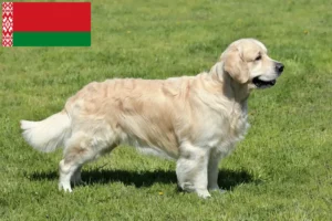 Mehr über den Artikel erfahren Golden Retriever Züchter und Welpen in Belarus