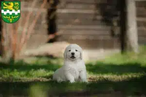 Mehr über den Artikel erfahren Golden Retriever Züchter und Welpen in Bergisch Gladbach