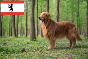 Mehr über den Artikel erfahren Golden Retriever Züchter und Welpen in Berlin