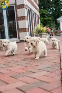 Mehr über den Artikel erfahren Golden Retriever Züchter und Welpen in Borna