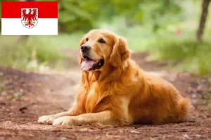 Mehr über den Artikel erfahren Golden Retriever Züchter und Welpen in Brandenburg