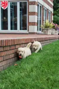 Mehr über den Artikel erfahren Golden Retriever Züchter und Welpen in Braunschweig