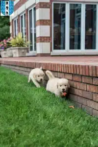 Mehr über den Artikel erfahren Golden Retriever Züchter und Welpen in Bregenz