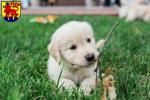 Mehr über den Artikel erfahren Golden Retriever Züchter und Welpen in Calw