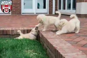 Mehr über den Artikel erfahren Golden Retriever Züchter und Welpen in Cham (Oberpfalz)