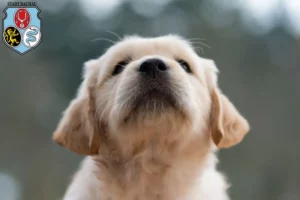 Mehr über den Artikel erfahren Golden Retriever Züchter und Welpen in Dachau