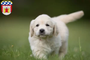 Mehr über den Artikel erfahren Golden Retriever Züchter und Welpen in Deggendorf