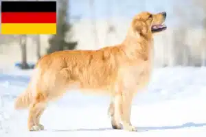 Mehr über den Artikel erfahren Golden Retriever Züchter und Welpen in Deutschland