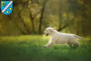 Mehr über den Artikel erfahren Golden Retriever Züchter und Welpen in Dillingen an der Donau