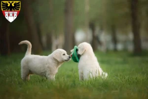 Mehr über den Artikel erfahren Golden Retriever Züchter und Welpen in Duisburg