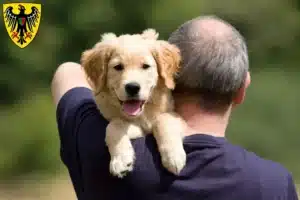 Mehr über den Artikel erfahren Golden Retriever Züchter und Welpen in Esslingen am Neckar