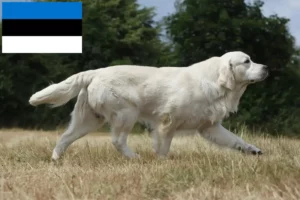 Mehr über den Artikel erfahren Golden Retriever Züchter und Welpen in Estland