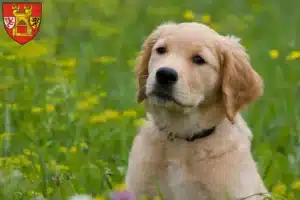 Mehr über den Artikel erfahren Golden Retriever Züchter und Welpen in Euskirchen