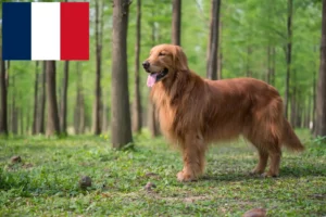 Mehr über den Artikel erfahren Golden Retriever Züchter und Welpen in Frankreich