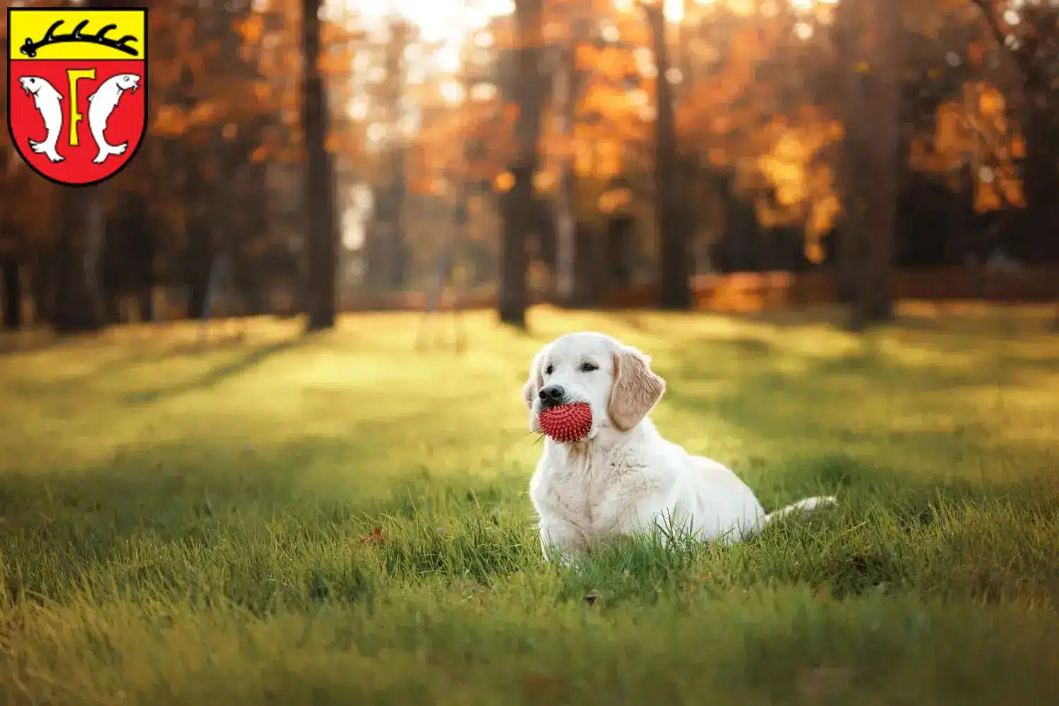 Mehr über den Artikel erfahren Golden Retriever Züchter und Welpen in Freudenstadt