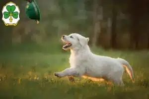 Mehr über den Artikel erfahren Golden Retriever Züchter und Welpen in Fürth