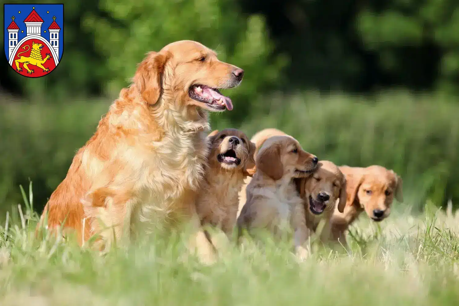 Mehr über den Artikel erfahren Golden Retriever Züchter und Welpen in Göttingen