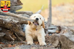 Mehr über den Artikel erfahren Golden Retriever Züchter und Welpen in Gotha