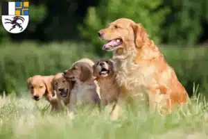 Mehr über den Artikel erfahren Golden Retriever Züchter und Welpen in Graubünden