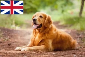 Mehr über den Artikel erfahren Golden Retriever Züchter und Welpen in Großbritannien