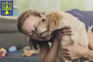 Mehr über den Artikel erfahren Golden Retriever Züchter und Welpen in Hagen