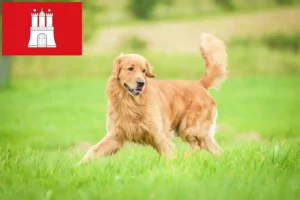 Mehr über den Artikel erfahren Golden Retriever Züchter und Welpen in Hamburg