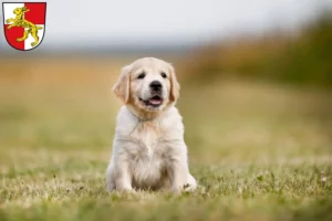 Mehr über den Artikel erfahren Golden Retriever Züchter und Welpen in Haßfurt