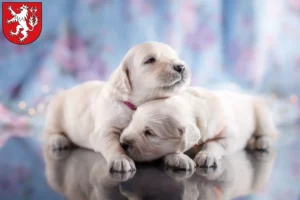 Mehr über den Artikel erfahren Golden Retriever Züchter und Welpen in Heinsberg