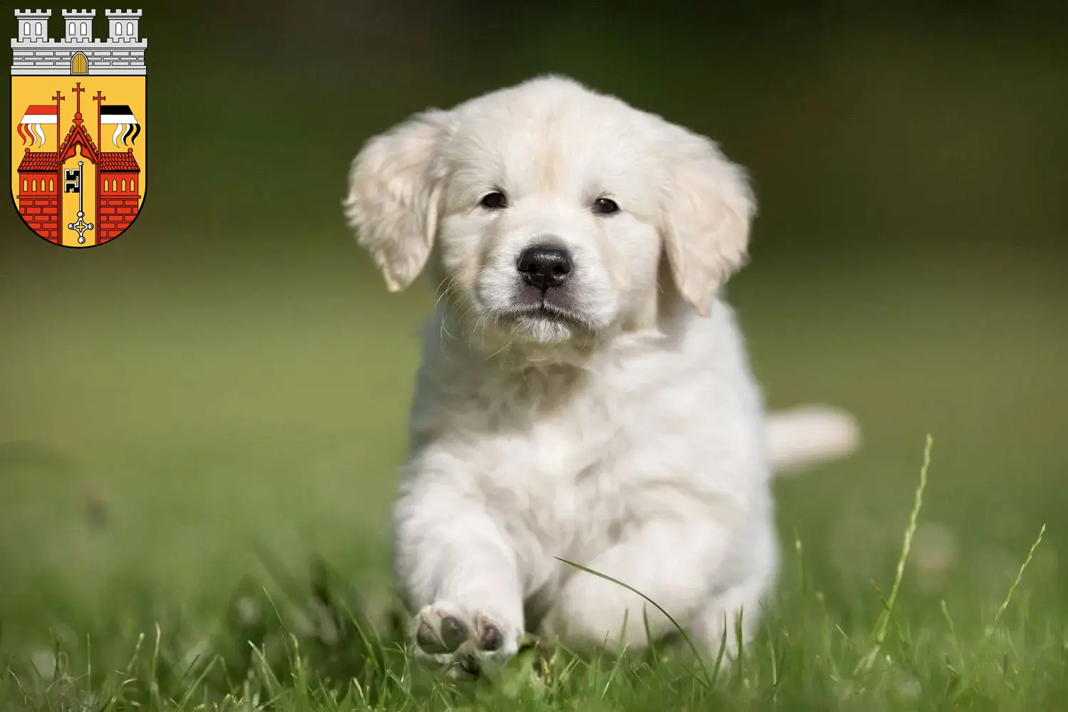 Mehr über den Artikel erfahren Golden Retriever Züchter und Welpen in Herford