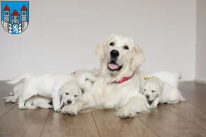 Mehr über den Artikel erfahren Golden Retriever Züchter und Welpen in Holzminden