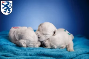 Mehr über den Artikel erfahren Golden Retriever Züchter und Welpen in Ingolstadt