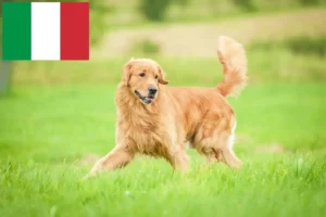 Mehr über den Artikel erfahren Golden Retriever Züchter und Welpen in Italien