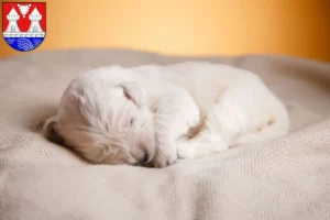 Mehr über den Artikel erfahren Golden Retriever Züchter und Welpen in Itzehoe