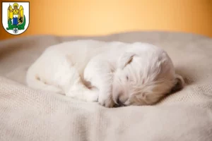 Mehr über den Artikel erfahren Golden Retriever Züchter und Welpen in Jena