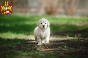 Mehr über den Artikel erfahren Golden Retriever Züchter und Welpen in Kärnten