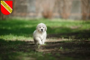 Mehr über den Artikel erfahren Golden Retriever Züchter und Welpen in Karlsruhe